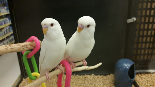 Pet Supply Store «PetSmart», reviews and photos, 104 Andover St, Danvers, MA 01923, USA