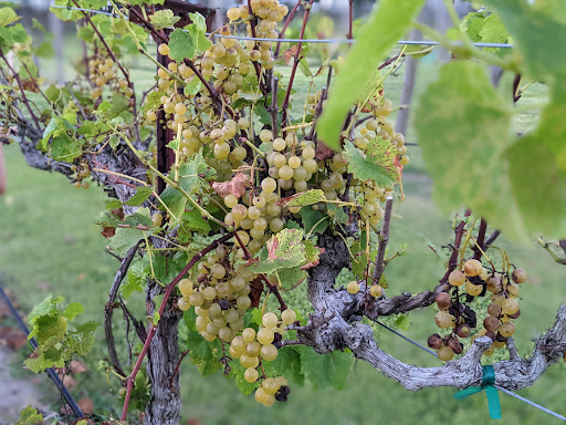 Winery «Haak Vineyards & Winery Inc», reviews and photos, 6310 Avenue T, Santa Fe, TX 77510, USA