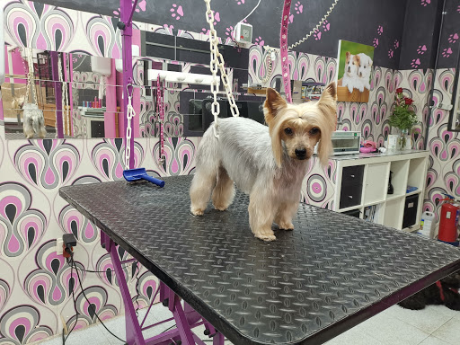 Peluqueria Canina Grooming Salon
