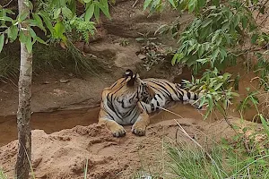 Bandhavgarh tiger reserve image