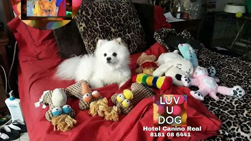 LUV U DOG Hotel Canino Real MTY