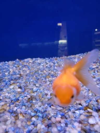 Pet Store «Pets Place II», reviews and photos, 120 E Rte 59, Nanuet, NY 10954, USA