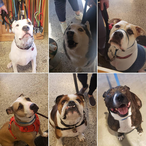 Pet Supply Store «City Dogs Grocery», reviews and photos, 884 Massachusetts Ave, Indianapolis, IN 46204, USA