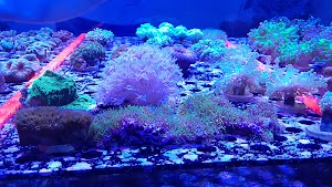 Reef Monsters - photo 59