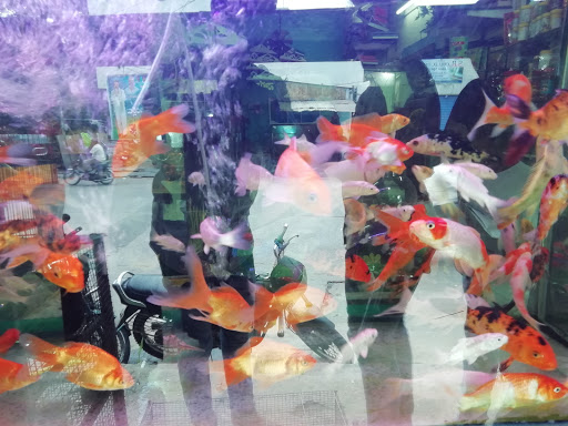 The Pets Corner View