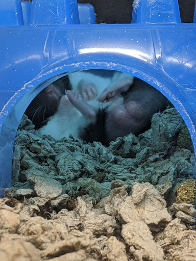 Pet Supply Store «PetSmart», reviews and photos, 745 W Huntington Dr, Monrovia, CA 91016, USA