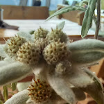 Photo n°2 de l'avis de Eugenio.u fait le 05/07/2021 à 19:12 sur le  Tschötsch Alm à Seiser Alm