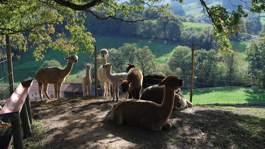 Alpacas de la Tierruca C. la Regata, 22, 39627 Llanos, Cantabria, España