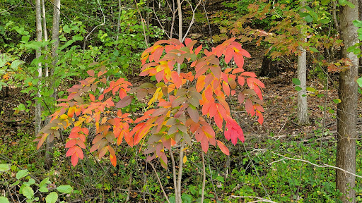 Nature Preserve «Jackson Bog State Nature Preserve», reviews and photos, 7984 Fulton Dr NW, Massillon, OH 44646, USA