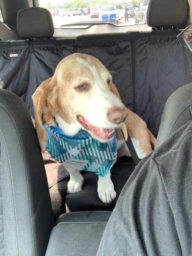 Pet Supply Store «PetSmart», reviews and photos, 2347 N Telegraph Rd, Monroe, MI 48162, USA