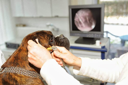 Tierarztpraxis Dr. Anja Zogall unter Schwerin, 