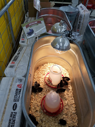 Home Improvement Store «Tractor Supply Co.», reviews and photos, 540 Water St #100, Chardon, OH 44024, USA