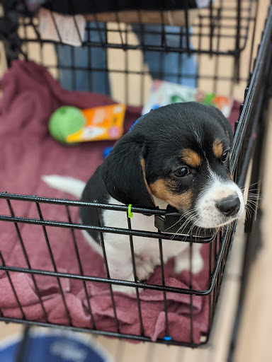 Pet Supply Store «Petco Animal Supplies», reviews and photos, 35860 Chester Rd, Avon, OH 44011, USA