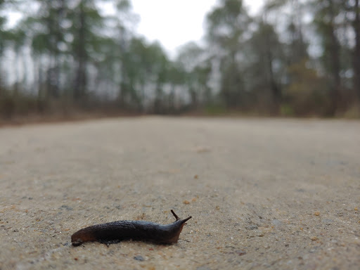 National Forest «Tuskegee National Forest», reviews and photos, 125 National Forest Rd 949, Tuskegee, AL 36083, USA