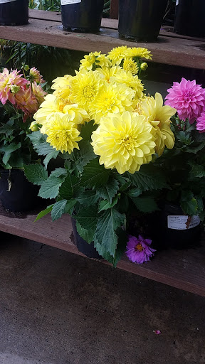 Hardware Store «Orchard Supply Hardware», reviews and photos, 2555 Charleston Rd, Mountain View, CA 94043, USA