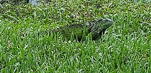 Golf Club «Pompano Beach Golf Shop», reviews and photos, 1101 N Federal Hwy, Pompano Beach, FL 33062, USA