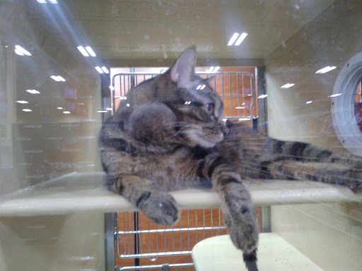 Pet Supply Store «PetSmart», reviews and photos, 1800 Evans Rd, Melbourne, FL 32904, USA