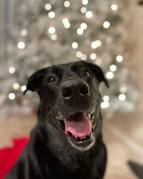 Platte Woods Animal Hospital - Photo 6 - Car repair in Kansas City, MO, Kansas City