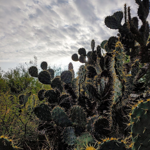 Park «Harlingen Thicket», reviews and photos, 311 E Tyler Ave, Harlingen, TX 78550, USA