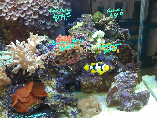 Tropical Fish Store «Exotic Aquatics», reviews and photos, 2929 Custer Rd #317, Plano, TX 75075, USA