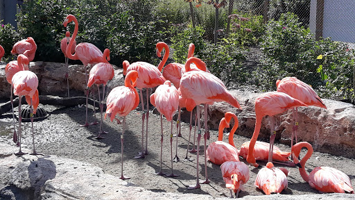 Park «Franklin Park», reviews and photos, 1 Franklin Park Rd, Boston, MA 02121, USA