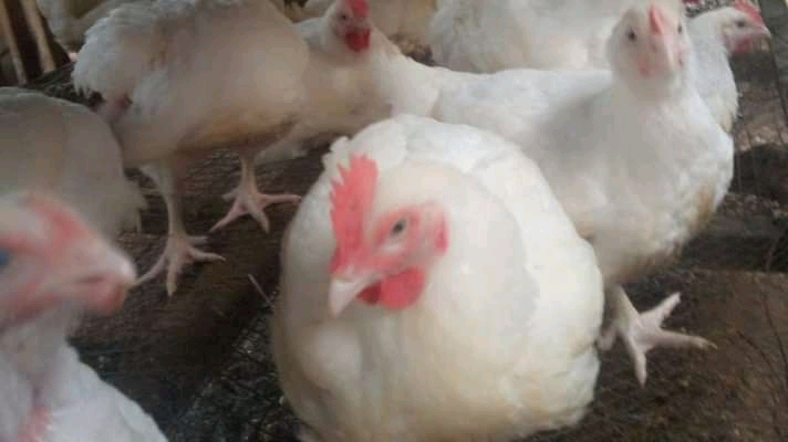 Ozzy farms- poultry production and sales,ruminant animals production and sales and cassava production. Benin city