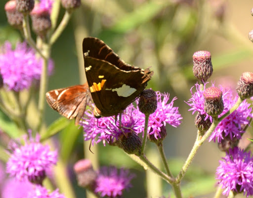 Nature Preserve «Elk and Bison Prairie», reviews and photos, Elk & Bison Prairie Rd, Golden Pond, KY 42211, USA