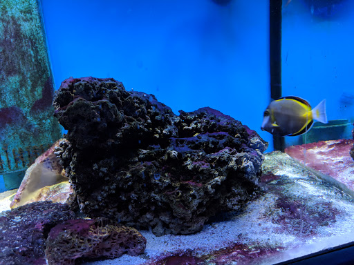 Tropical Fish Store «Something Fishy», reviews and photos, 954 S Wayne Rd, Westland, MI 48186, USA