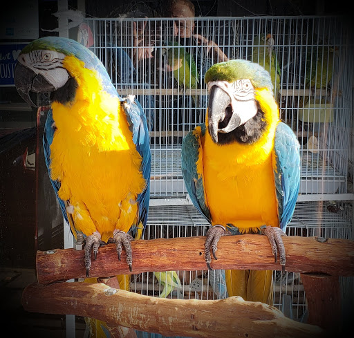 Pet Store «Louis Birds Pets & Supplies», reviews and photos, 80 Keyes St, San Jose, CA 95122, USA