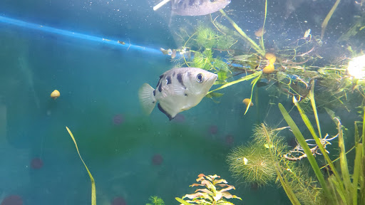 Tropical Fish Store «Something Fishy», reviews and photos, 954 S Wayne Rd, Westland, MI 48186, USA