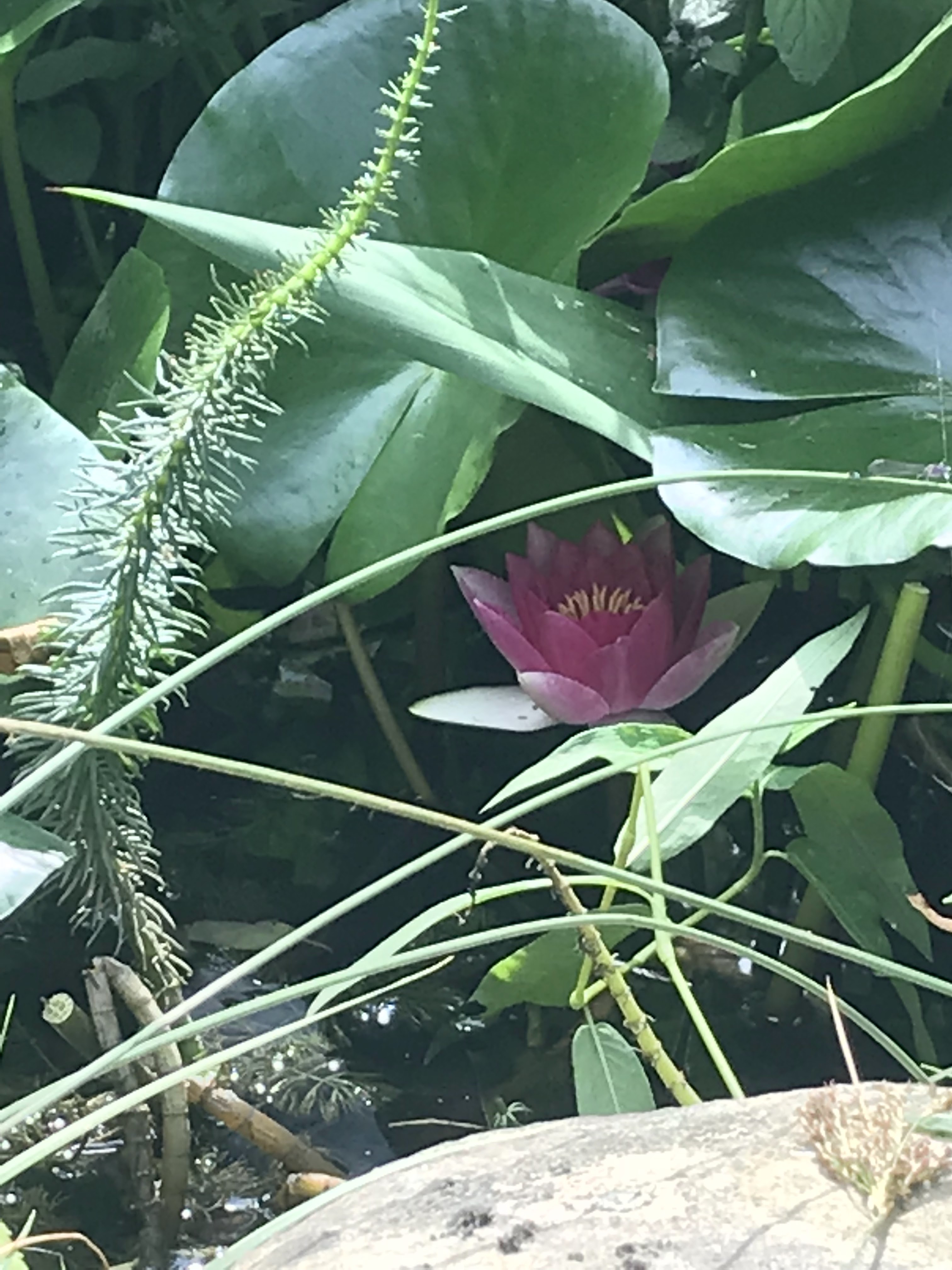 Photo n° 11 de l'avis de Ananas.a fait le 20/10/2018 à 22:36