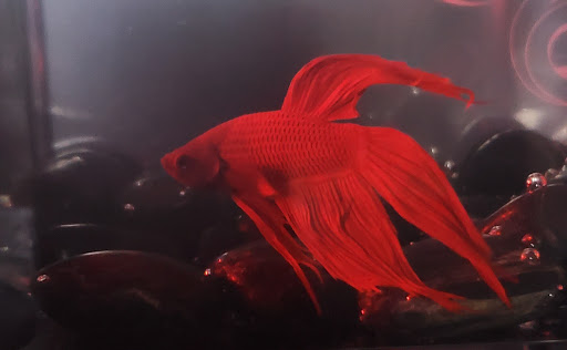 Pet Supply Store «Pet Supermarket», reviews and photos, 1040 Palm Coast Pkwy NW, Palm Coast, FL 32137, USA