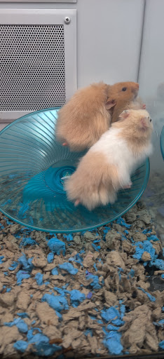 Pet Supply Store «Petco Animal Supplies», reviews and photos, 31419 Pacific Hwy S, Federal Way, WA 98003, USA