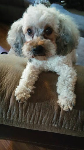 Hawthorne Animal Hospital Ltd: Myer Paul DVM image