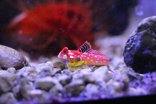 Tropical Fish Store «Ocean Gallery», reviews and photos, 980 US-22, North Plainfield, NJ 07060, USA