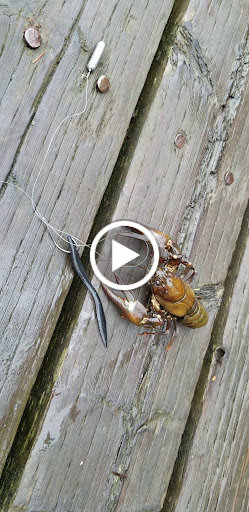 Park «Lake Geneva Park», reviews and photos, 34429 46th Ave S, Auburn, WA 98001, USA