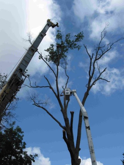 Lamb Tree Pro