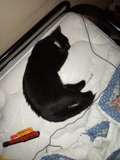 Pet Store «Wet Pet & Reptile Center», reviews and photos, 429 Eastern Blvd, Essex, MD 21221, USA