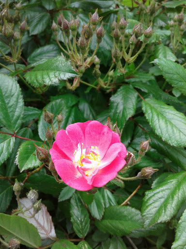 Grocery Store «Foodtown of Parsons Blvd», reviews and photos, 84-05 Parsons Blvd, Jamaica, NY 11432, USA