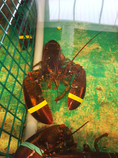 Seafood Market «Pine Tree Seafood & Produce», reviews and photos, 655 US-1, Scarborough, ME 04074, USA