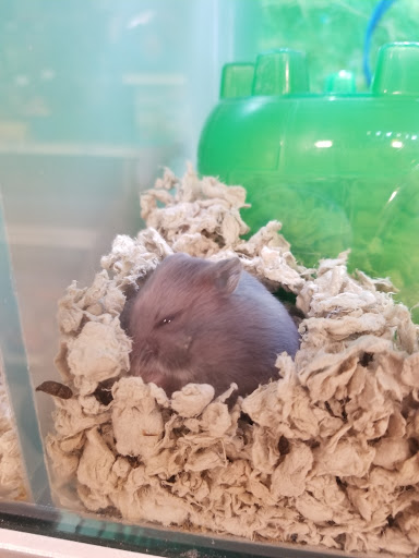 Pet Supply Store «PetSmart», reviews and photos, 2200 E Lohman Ave, Las Cruces, NM 88001, USA