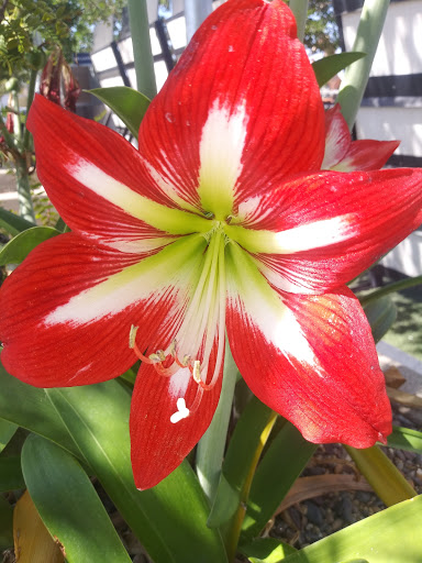 Building Materials Store «Thompson Building Materials-Fontana», reviews and photos, 11027 Cherry Ave, Fontana, CA 92337, USA