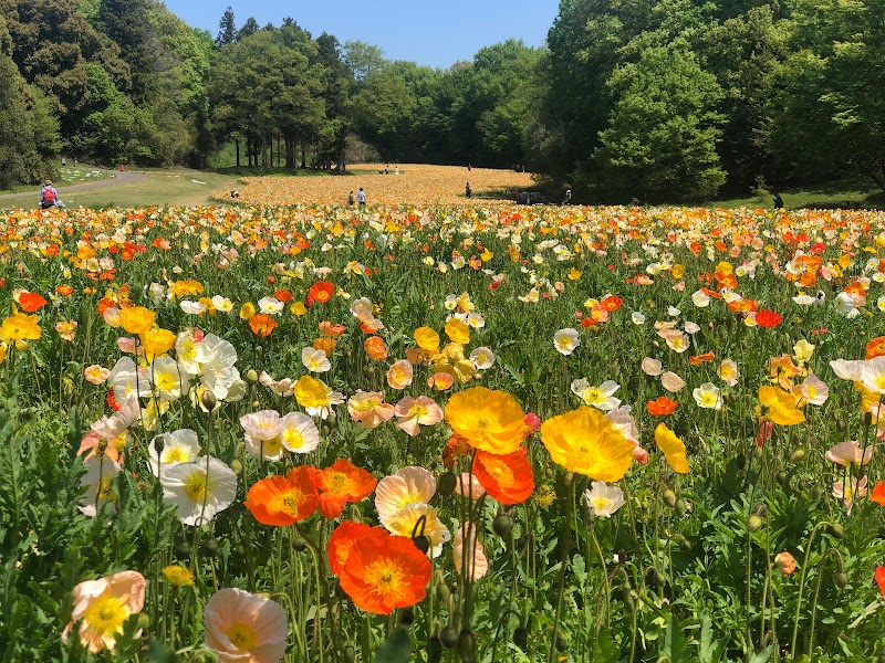 森林公園 運動広場花畑 埼玉県滑川町山田 公園 公園 グルコミ