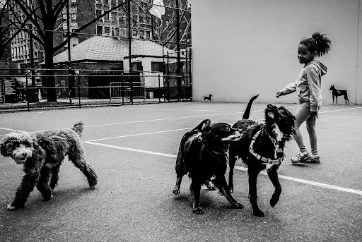 Photo of Chelsea Park Dog Run