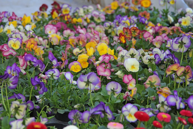 Opinii despre Pálffy Kertészet în Nagykőrös - Virágárus