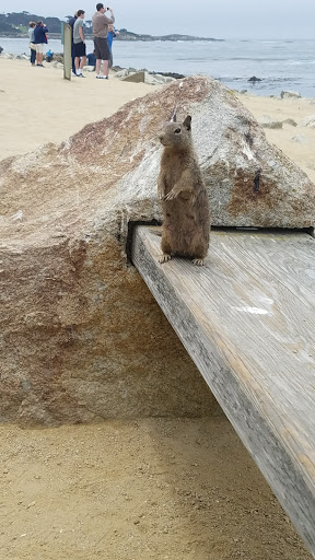 Golf Course «Monterey Peninsula Dunes Golf Course», reviews and photos, 3000 Club Rd, Pebble Beach, CA 93953, USA