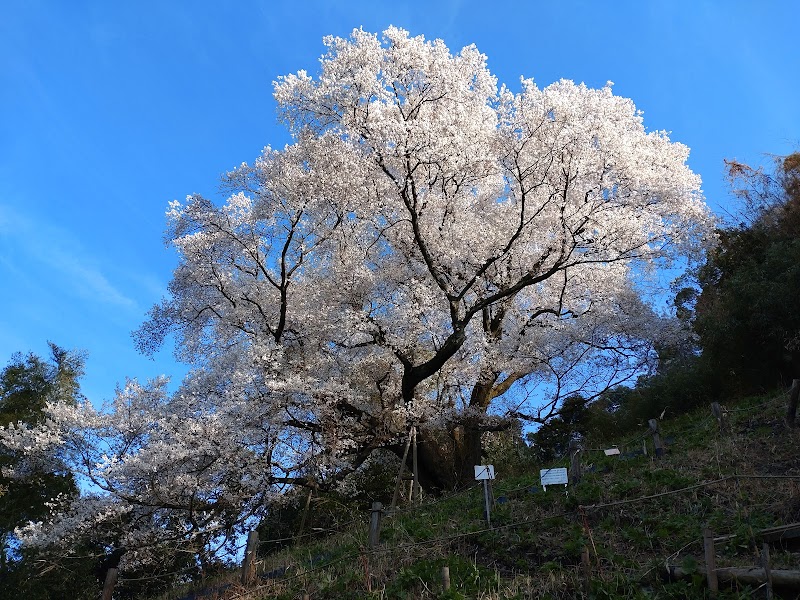 奥迫川の桜（大山桜）