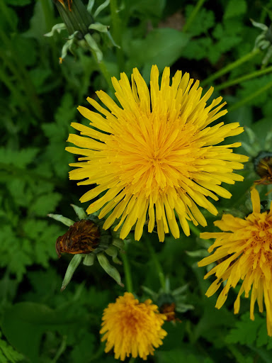 Park «Northacres Park», reviews and photos, 12718 1st Ave NE, Seattle, WA 98125, USA