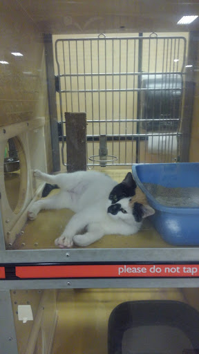 Pet Supply Store «PetSmart», reviews and photos, 3096 N Eastman Rd, Longview, TX 75605, USA