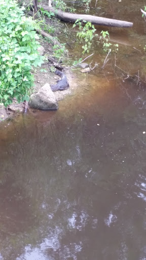 Tourist Attraction «Swamp Tours», reviews and photos, 35019 Alligator Bayou Rd, Prairieville, LA 70769, USA